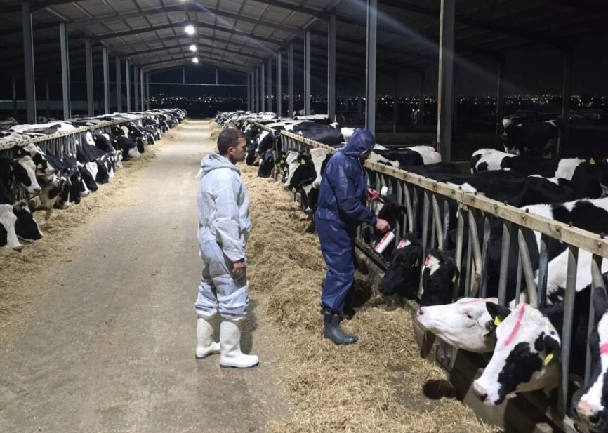 Κανένα νέο κρούσμα αφθώδους πυρετού τις τελευταίες ώρες στη ζώνη επιτήρησης 3 και 10 χιλιομέτρων