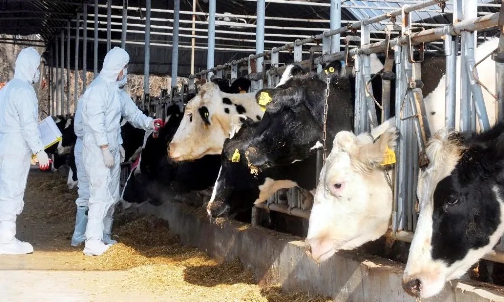 Έσπασαν τη ζώνη επιτήρησης και μπήκαν να κάνουν αγιασμό σε κτηνοτροφείο - Διερευνά η Αστυνομία