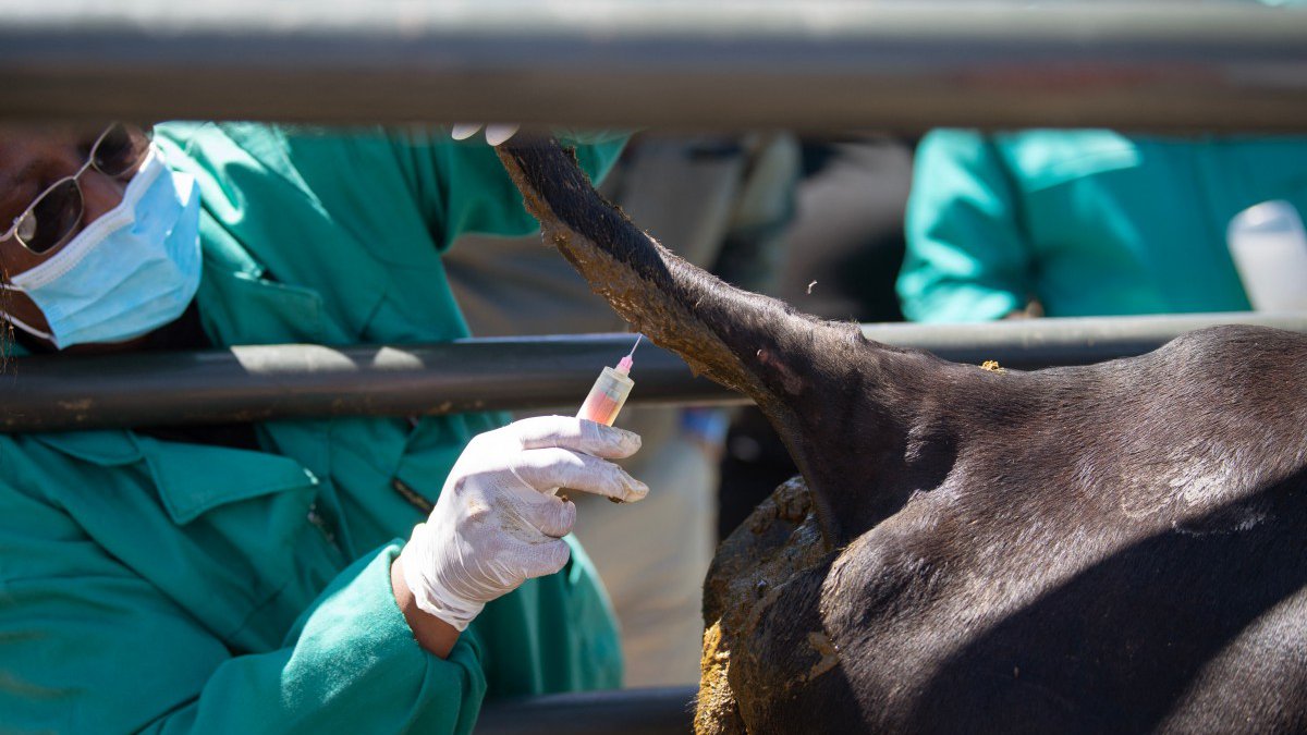 Διευθυντής Κτηνιατρικών Υπηρεσιών: Δεν υπάρχουν νέα κρούσματα αφθώδους πυρετού