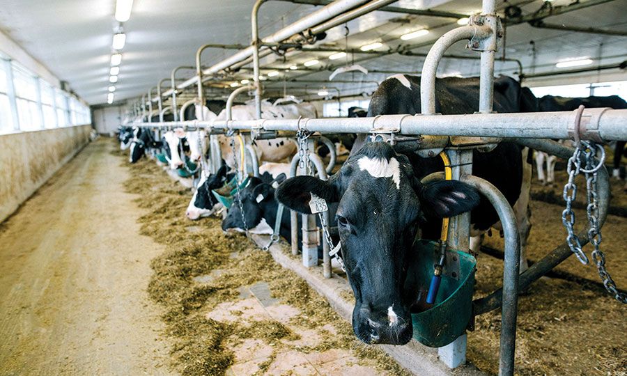 Δριμύ κατηγορώ κατά Υπουργού Γεωργίας και Κτηνιατρικών Υπηρεσιών για αφθώδη πυρετό