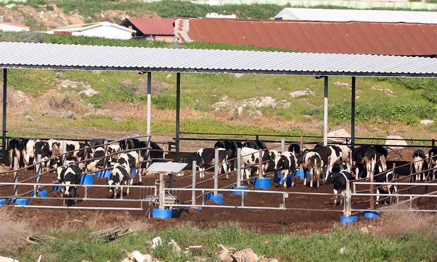 ΔΗΠΑ για Αφθώδη Πυρετό: Προτεραιότητα η άμεση και ουσιαστική στήριξη των κτηνοτρόφων