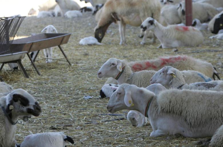 Σε επιφυλακή η Τοπική Αυτοδιοίκηση για τον αφθώδη πυρετό: Ζητείται άμεση στήριξη των κτηνοτρόφων