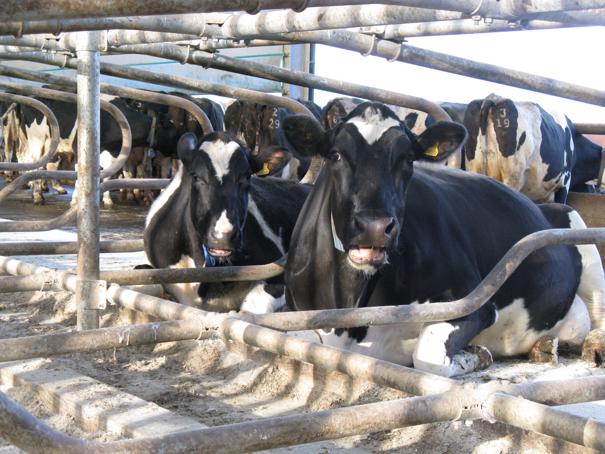 Κίνημα Οικολόγων: Ζητούν ανάληψη ευθυνών για τον αφθώδη πυρετό