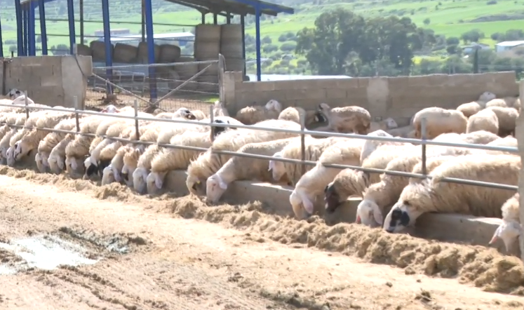 Προειδοποιητικά σημάδια στην αγορά κρέατος μετά τα μέτρα του Ηνωμένου Βασιλείου