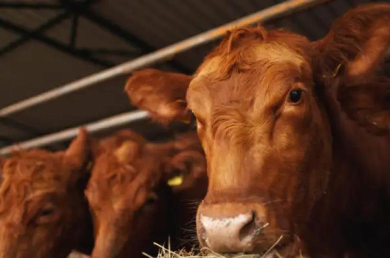 Οι κτηνιατρικές υπηρεσίες λενε πως επιθεώρησαν δύο φορές τον Δεκέμβριο τη μονάδα της Ορόκλινης