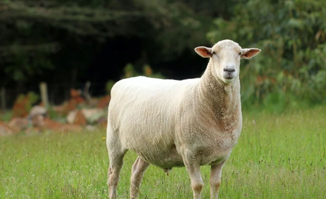 Δήμος Δρομολαξιάς – Μενεού: Αυστηρά μέτρα για τον περιορισμό του αφθώδους πυρετού