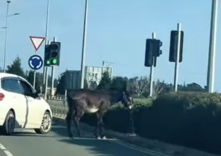 Πάφος: Γάιδαρος με προορισμό το... αεροδρόμιο προκάλεσε χαμό στη Γεροσκήπου